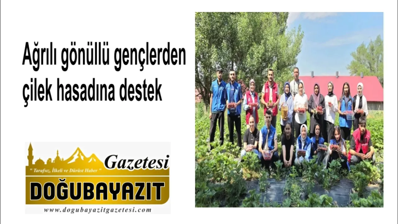 Ağrılı gönüllü gençlerden çilek hasadına destek