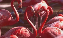 Flamingolar Neden Pembe?