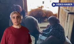 Ağrı’da yaz sıcağında köylülerin sağım mesaisi
