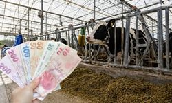Ağrı’daki çiftçilere müjde: Destek ödemeleri hesaplara aktarılıyor