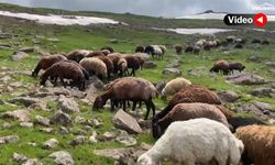 Ağrı'nın Çakırbey Yaylası'nda iki mevsim bir arada yaşanıyor