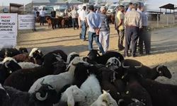Ağrı’nın Patnos ilçesinde hayvan pazarı kapatıldı