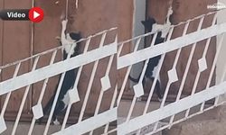 Akıllı kedi kapıyı böyle açtı: İpi çekerek içeri girdi