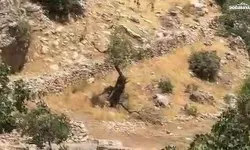 Diyarbakır'da yaban keçileri sürü halinde görüntülendi