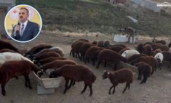Ağrı’da hayvan sahiplerine müjde! Küçükbaş hayvancılığa yüzde 72’lik destek
