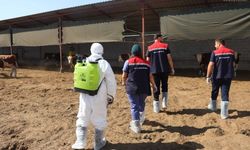Iğdır'da şap hastalığı riskine karşı numune alımları ve aşılamalar sürüyor