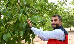 Kahramanmaraş'ta tescilli ceviz hasadı başladı