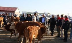 Kars Hayvan Pazarı'nda denetimler sıkılaştırıldı