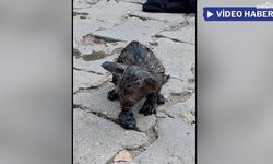 Patnos'ta ziftin içine saplanan yavru kedi ölümden döndü