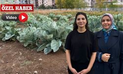 Zîn kadın dayanışma merkezi Ağrı'da taşlık alanı emeğe dönüştürdü