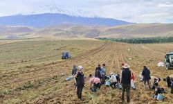 Ağrı Patnos’ta patates hasadı başladı: Çiftçiler fiyatlardan dertli