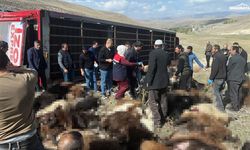 Erzurum Tekman'da küçükbaş hayvan taşıyan tır devrildi
