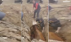 Doğubayazıt’ta Çukura Düşen Büyükbaş Hayvanı İtfaiye Ekipleri Kurtardı