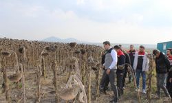Kars'ta tarımsal üretimde çeşitliliği artıran alternatif ürünler yüz güldürüyor