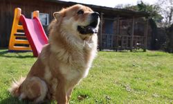 Almanya’da köpek sahiplerine vergi yükü: Yıllık ücret bin 660 euroya kadar çıkıyor