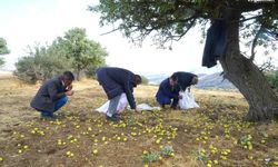 Muş'ta 110 bin ahlat ağacında armut hasadı sürüyor