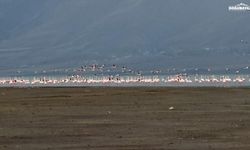 Van Gölü havzasında allı turnaların görsel şöleni