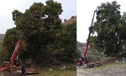 Doski Vadisi’nde vinçle ceviz hasadı yapıldı