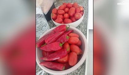 Doğubayazıt’ta kışlık salça ve konserve mesaisi başladı
