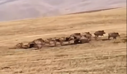 Ağrı'da Domuz Sürüsü Görüntülendi