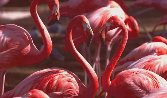 Flamingolar Neden Pembe?