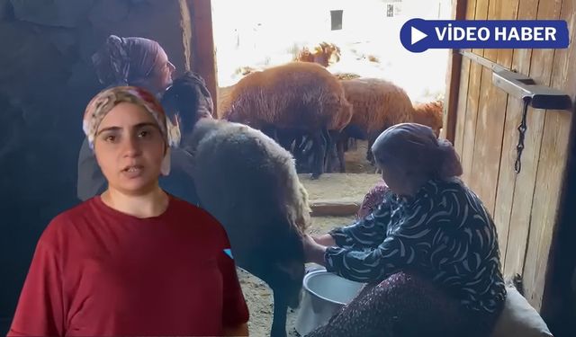 Ağrı’da yaz sıcağında köylülerin sağım mesaisi