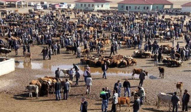 Ağrı Hayvan Borsası Kapandı mı? Vatandaş “Kapandı” Dedi, Müdür Yalanladı