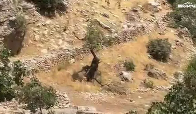 Diyarbakır'da yaban keçileri sürü halinde görüntülendi