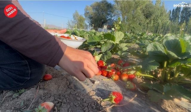 Doğu’da alternatif tarım: Patnos’ta 5 dönümlük tarlada çilek hasadı