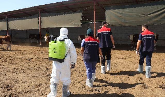 Iğdır'da şap hastalığı riskine karşı numune alımları ve aşılamalar sürüyor