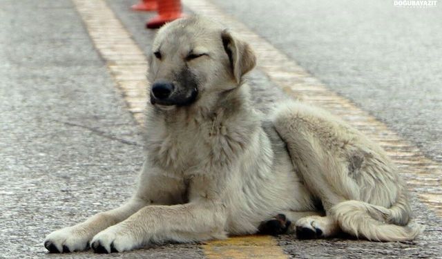 Erzurum’da radikal karar: Sokakta sahipsiz hayvanları beslemek yasaklandı