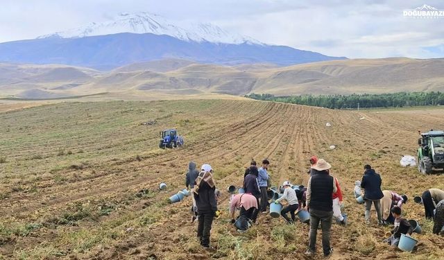 Ağrı Patnos’ta patates hasadı başladı: Çiftçiler fiyatlardan dertli