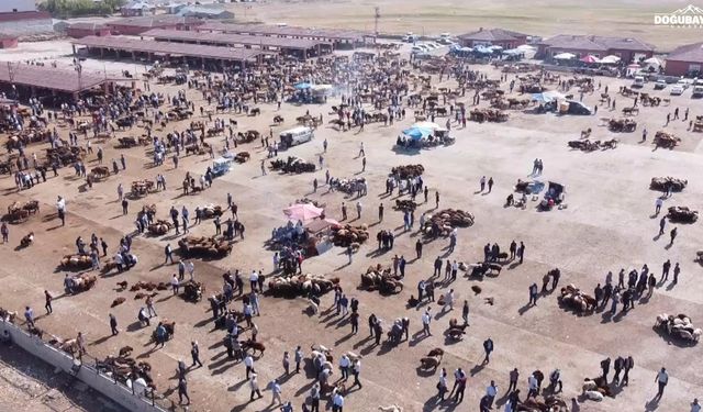 Ağrı'da besiciye nefes aldıracak karar: Canlı hayvan pazarı açılıyor