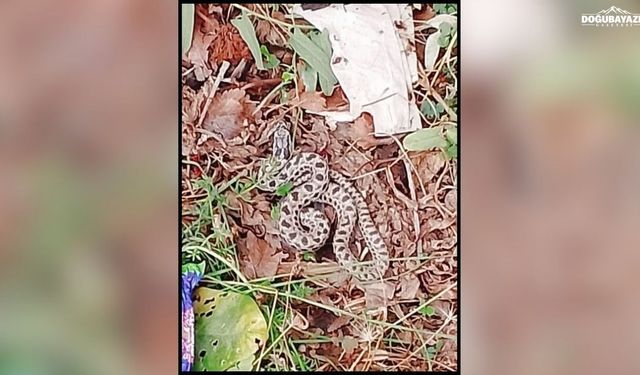 Ağrı'da evin bahçesinde yılan paniği: Yetkililer uyardı