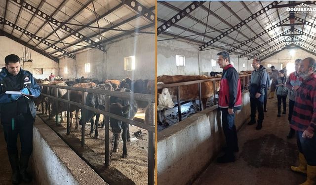 Ağrı'da şap hastalığına karşı aşılama sürüyor: Hayvan Borsası açıldı mı?