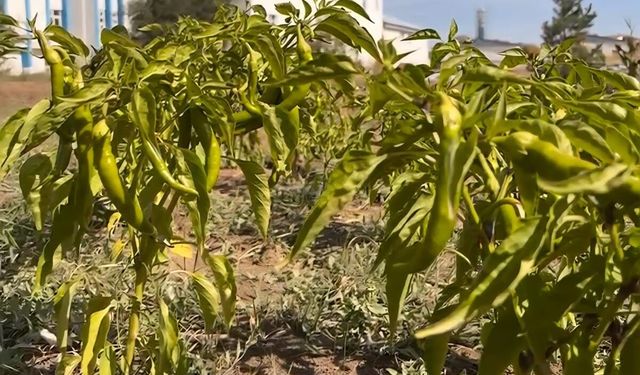 Ağrı’da kadın kent bostanında sezonun son hasadı yapıldı