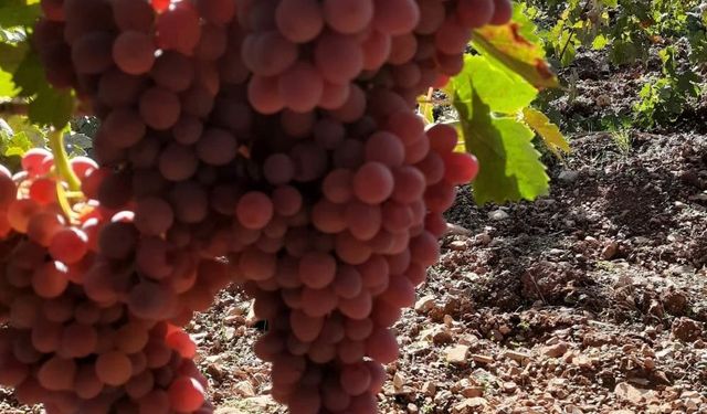 Diyarbakır'da zarar gören üzümler pekmez ve pestile dönüştürülüyor