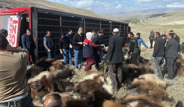 Erzurum Tekman'da küçükbaş hayvan taşıyan tır devrildi