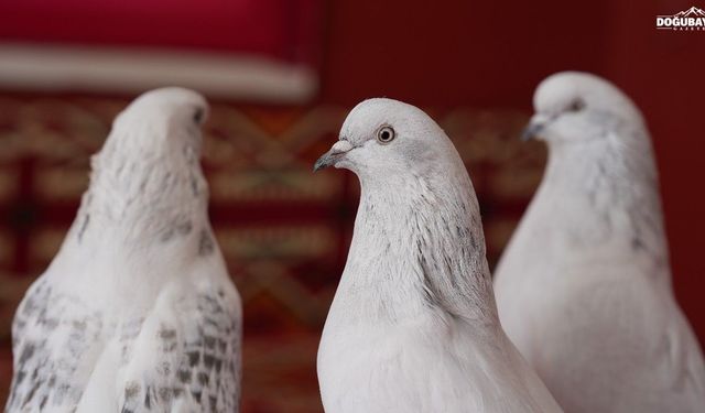 Emekli astsubay, 40 güvercini için ev kiraladı: Aylık 10 bin TL harcıyor
