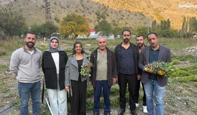 Hakkari Zap Vadisi'nde ilk kez yer fıstığı yetiştirildi