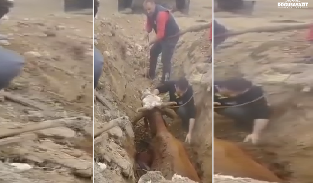 Doğubayazıt’ta Çukura Düşen Büyükbaş Hayvanı İtfaiye Ekipleri Kurtardı