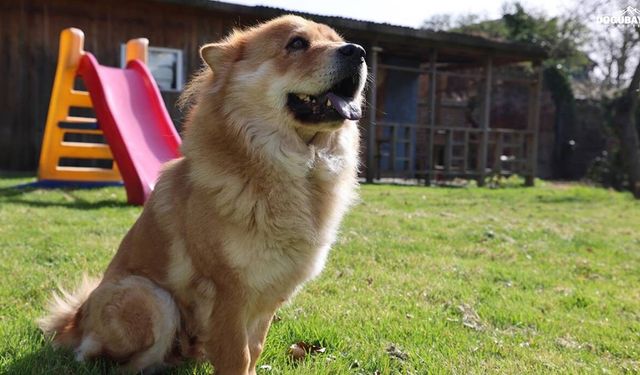 Almanya’da köpek sahiplerine vergi yükü: Yıllık ücret bin 660 euroya kadar çıkıyor