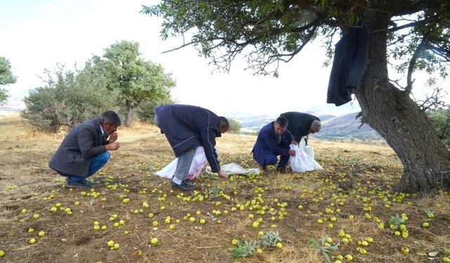 Muş'ta 110 bin ahlat ağacında armut hasadı sürüyor
