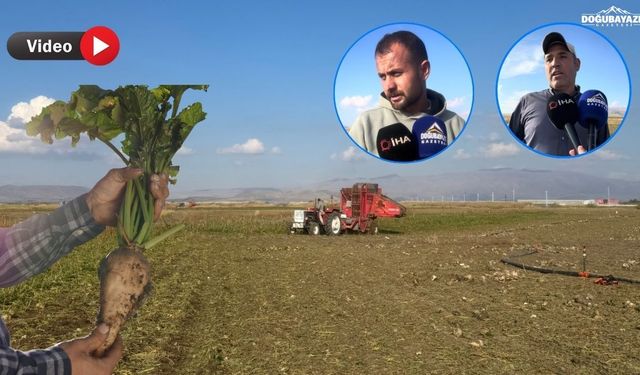 Ağrı Patnos’ta çiftçinin pancar isyanı: Tarlada emek, cepte hüsran