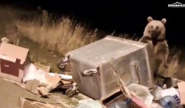 Kars sokaklarında boz ayı nöbeti: Vatandaşlar tedirgin