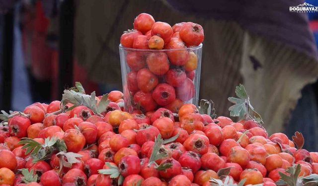 Van dağlarının doğal şifa kaynağı alıç, tezgahlardaki yerini aldı