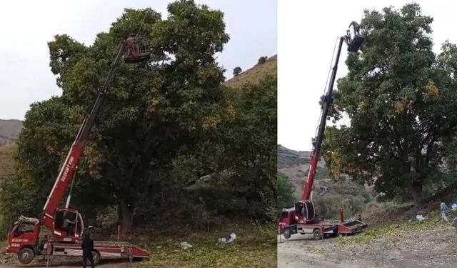 Doski Vadisi’nde vinçle ceviz hasadı yapıldı