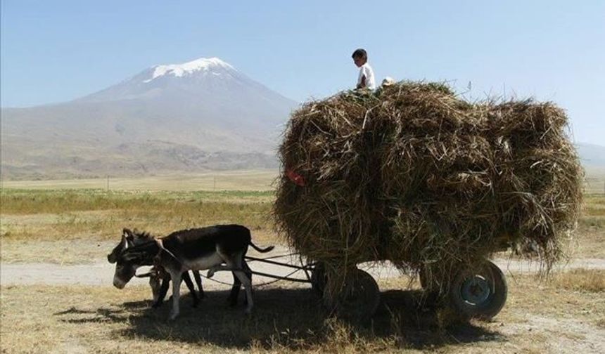 Ağrı Dağı
