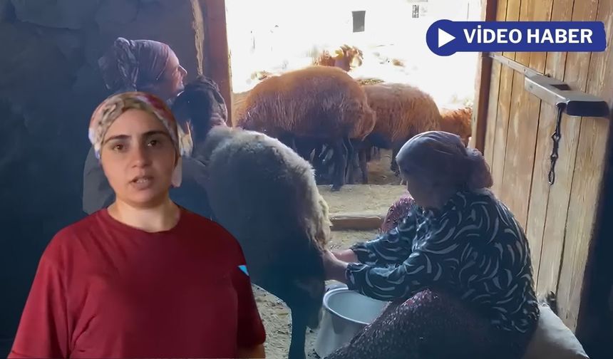 Ağrı’da yaz sıcağında köylülerin sağım mesaisi