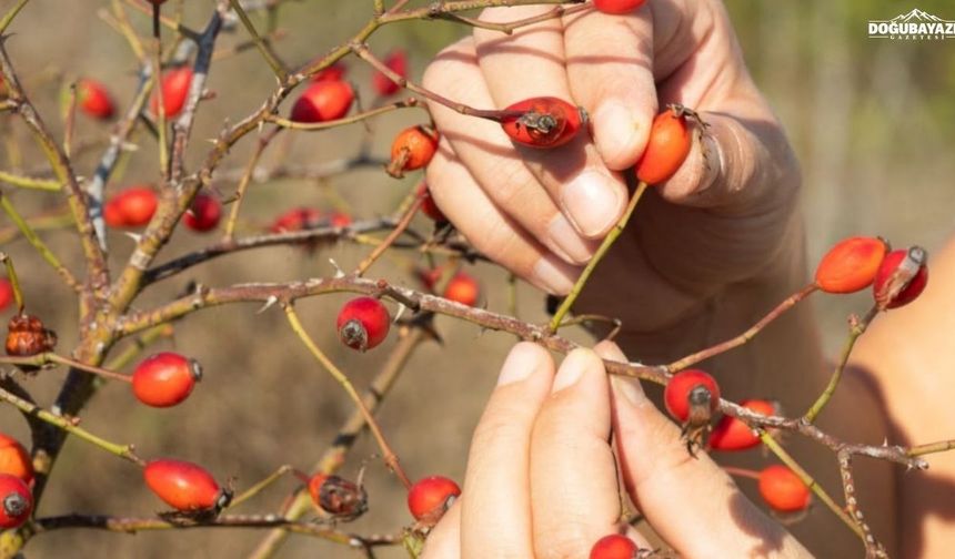 Ağrı'da kuşburnunun zahmetli yolculuğu başladı